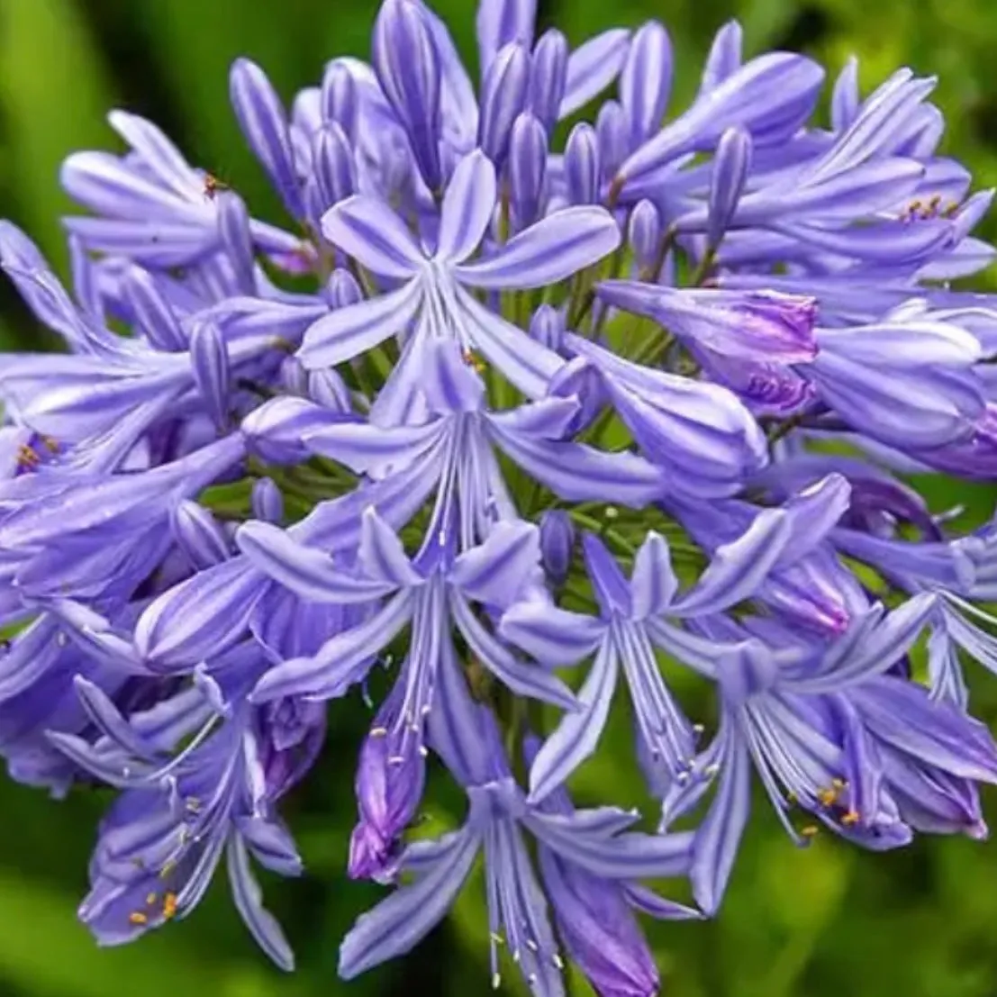 African Lily - AGAPANTHUS Umbellatum 'Peter Pan'